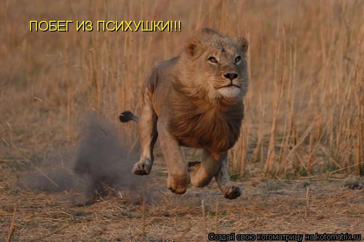 ПОБЕГ ИЗ ПСИХУШКИ!!!... Котоматрица: ПОБЕГ ИЗ ПСИХУШКИ!!!