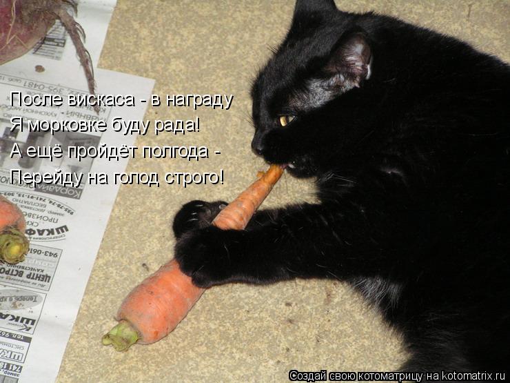 Котоматрица: А ещё пройдёт полгода - Перейду на голод строго! После вискаса - в награду Я морковке буду рада!