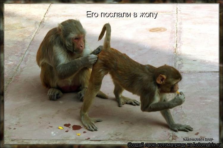 Котоматрица: Его послали в жопу