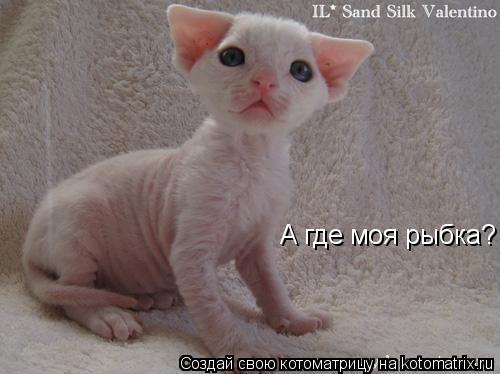 Котоматрица: А где моя рыбка?