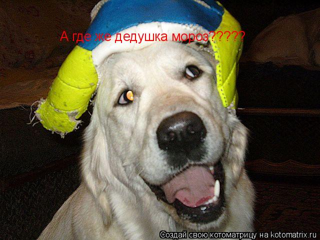 А где же дедушка мороз?????... Котоматрица: А где же дедушка мороз?????