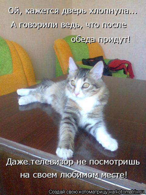 Котоматрица: Ой, кажется дверь хлопнула... А говорили ведь, что после  обеда придут! Даже телевизор не посмотришь на своем любимом месте!