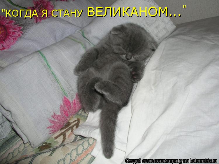 "КОГДА Я СТАНУ ВЕЛИКАНОМ... "... Котоматрица: "КОГДА Я СТАНУ ВЕЛИКАНОМ... "