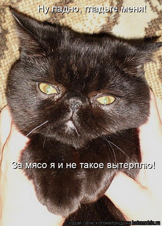 За мясо я и не такое вытерплю! Ну ладно, гладьте меня!... Котоматрица: За мясо я и не такое вытерплю! Ну ладно, гладьте меня!