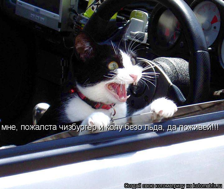 Котоматрица: мне, пожалста чизбургер и колу безо льда, да поживей!!!