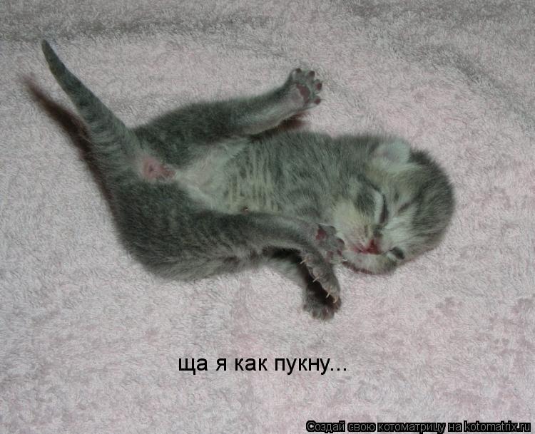 Котоматрица: ща я как пукну...