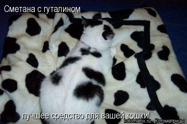 Котоматрица: Сметана с гуталином лучшее средство для вашей кошки!