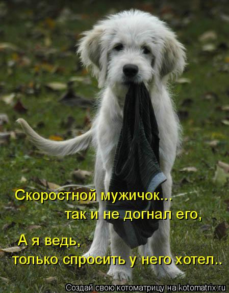 Котоматрица: А я ведь, только спросить у него хотел.. Скоростной мужичок... так и не догнал его,
