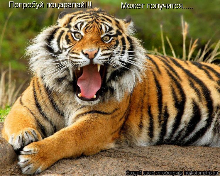 Котоматрица: Попробуй поцарапай!!! Может получится.....