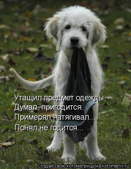 Котоматрица: Утащил предмет одежды, Думал, пригодится. Примерял,натягивал... Понял,не годится...