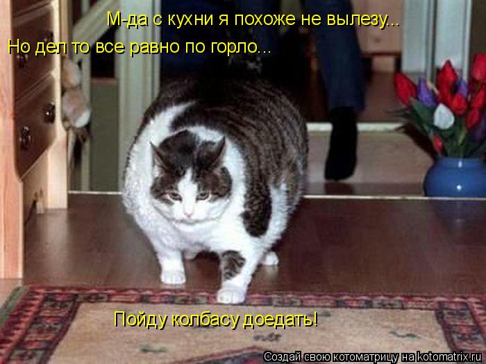 Котоматрица: М-да с кухни я похоже не вылезу...  Но дел то все равно по горло... Пойду колбасу доедать!