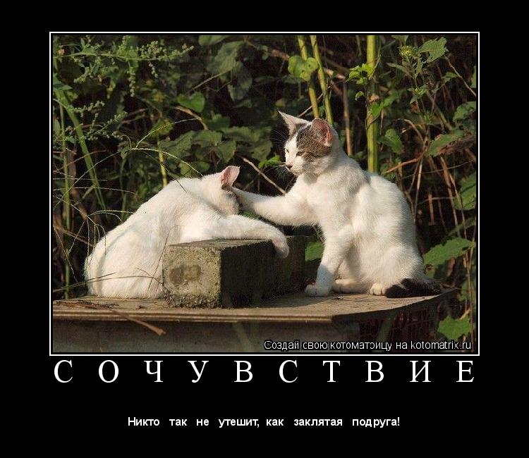 С О Ч У В С Т В И Е ... Котоматрица: С О Ч У В С Т В И Е