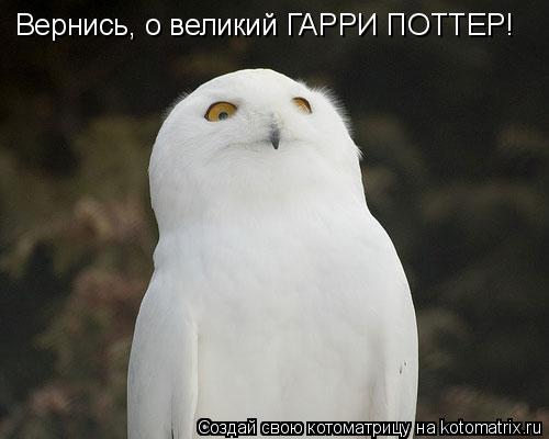 Вернись, о великий ГАРРИ ПОТТЕР!... Котоматрица: Вернись, о великий ГАРРИ ПОТТЕР!