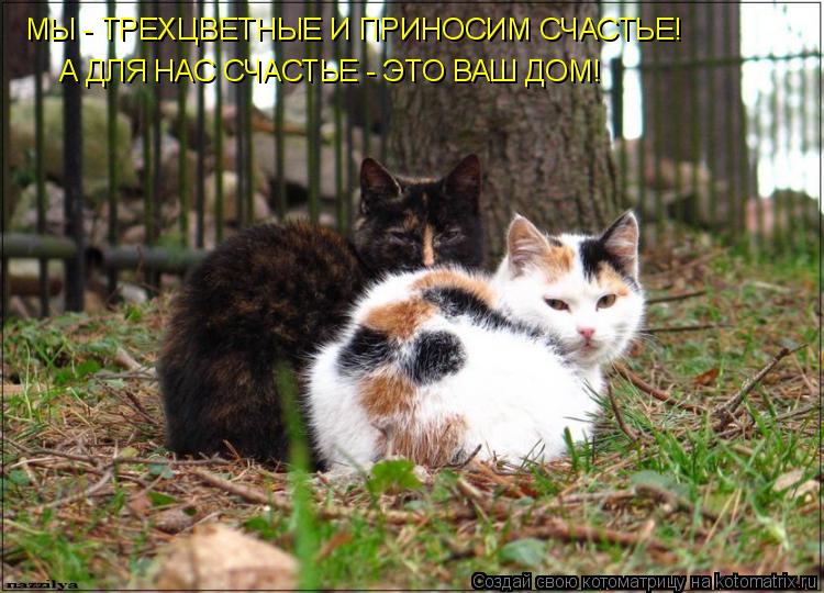 МЫ - ТРЕХЦВЕТНЫЕ И ПРИНОСИМ СЧАСТЬЕ! МЫ - ТРЕХЦВЕТНЫЕ И ПРИНОСИМ СЧАСТЬЕ! А ДЛЯ НАС СЧАСТЬЕ - ЭТО ВАШ... Котоматрица: МЫ - ТРЕХЦВЕТНЫЕ И ПРИНОСИМ СЧАСТЬЕ! МЫ - ТРЕХЦВЕТНЫЕ И ПРИНОСИМ СЧАСТЬЕ! А ДЛЯ НАС СЧАСТЬЕ - ЭТО ВАШ ДОМ!