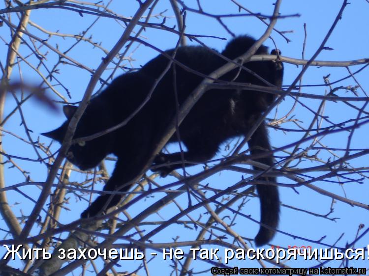 Котоматрица: Жить захочешь - не так раскорячишься!