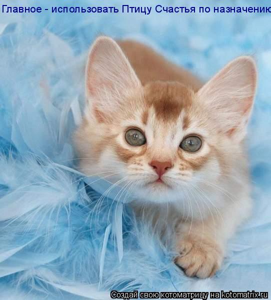 Котоматрица: Главное - использовать Птицу Счастья по назначению!