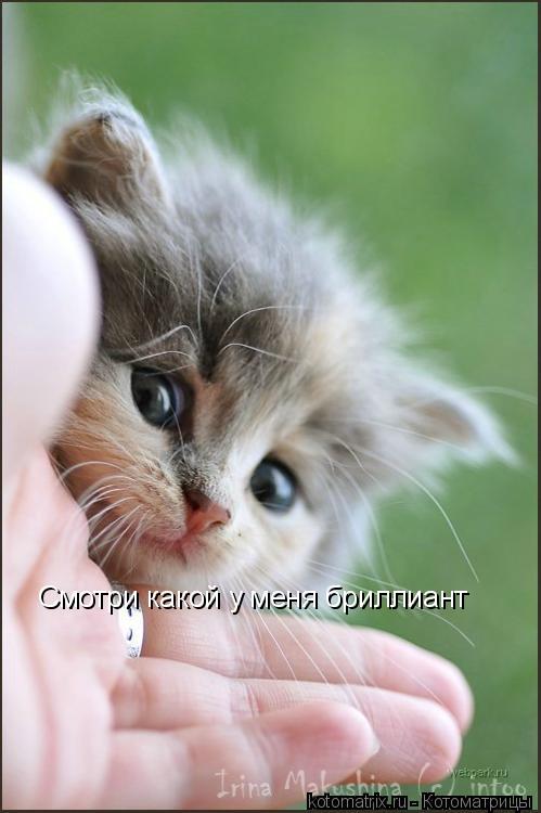 Котоматрица: Смотри какой у меня бриллиант