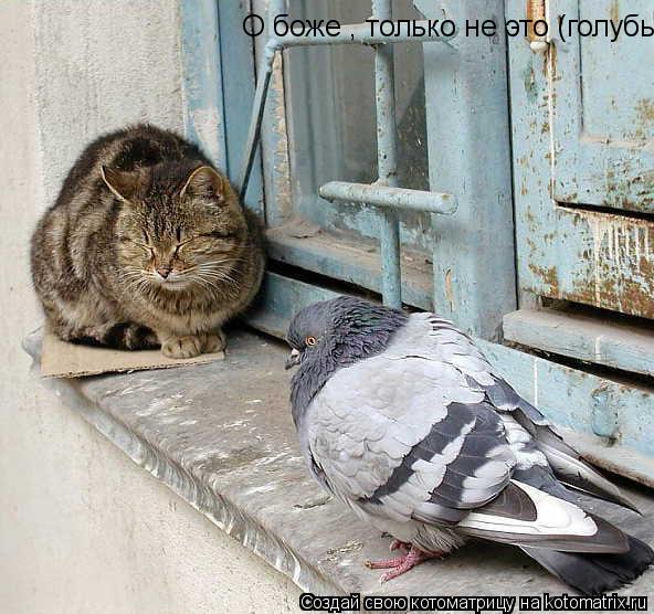 Котоматрица: О боже , только не это (голубь)