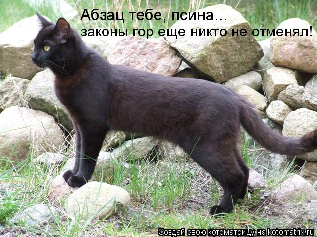 Котоматрица: Абзац тебе, псина... законы гор еще никто не отменял!