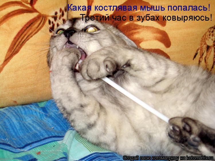 Котоматрица: Какая костлявая мышь попалась! Третий час в зубах ковыряюсь!