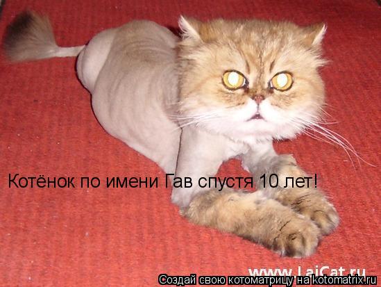 Котоматрица: Котёнок по имени Гав спустя 10 лет!