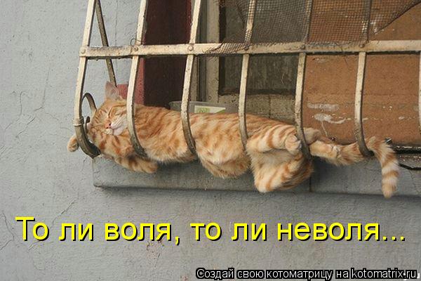 Котоматрица: То ли воля, то ли неволя...