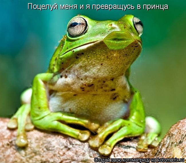 Котоматрица: Поцелуй меня и я превращусь в принца