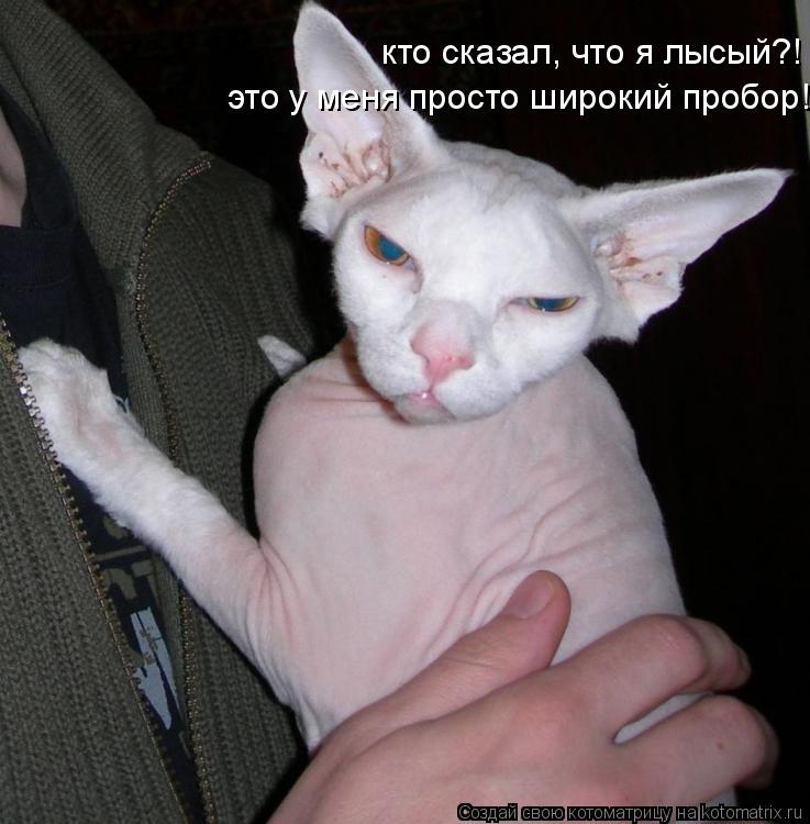 кто сказал, что я лысый?! это у меня просто широкий пробор!... Котоматрица: кто сказал, что я лысый?! это у меня просто широкий пробор!