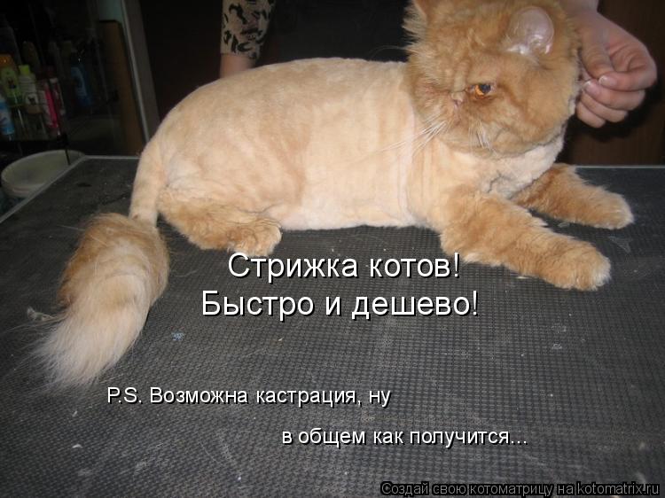 Стрижка котов! Быстро и дешево! P.S. Возможна кастрация, ну в общем как получится...... Котоматрица: Стрижка котов! Быстро и дешево! P.S. Возможна кастрация, ну в общем как получится...
