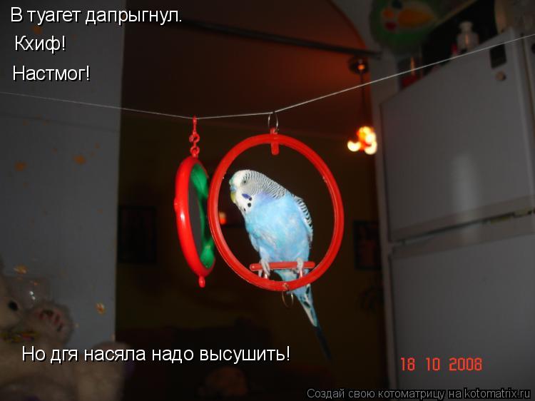 Котоматрица: В туагет дапрыгнул. Кхиф! Настмог! Но дгя насяла надо высушить!