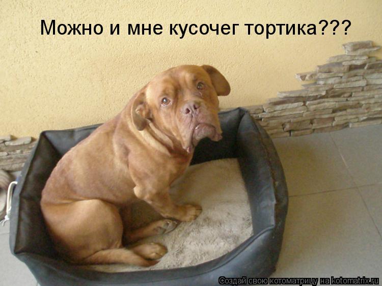 Котоматрица: Можно и мне кусочег тортика???