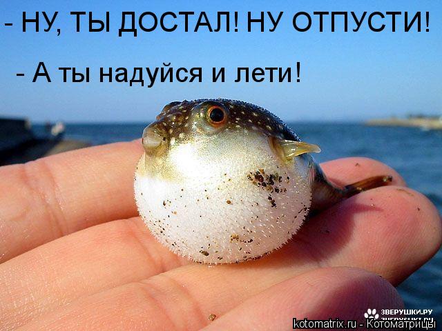 Котоматрица: - НУ, ТЫ ДОСТАЛ! НУ ОТПУСТИ! - А ты надуйся и лети!