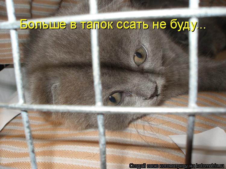 Котоматрица: Больше в тапок ссать не буду...
