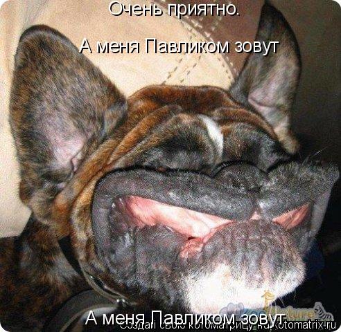Котоматрица: Очень приятно. А меня Павликом зовут А меня Павликом зовут