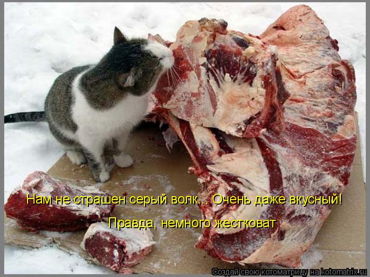 Нам не страшен серый волк... Очень даже вкусный! Правда, немного жестковат... Котоматрица: Нам не страшен серый волк... Очень даже вкусный! Правда, немного жестковат