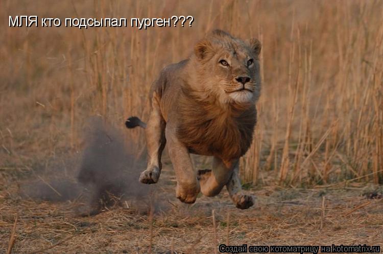 МЛЯ кто подсыпал пурген???... Котоматрица: МЛЯ кто подсыпал пурген???