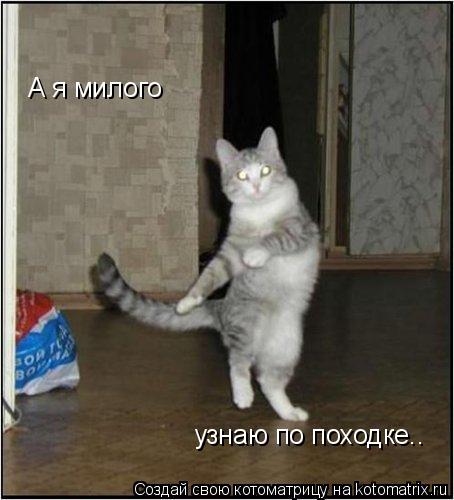А я милого узнаю по походке..... Котоматрица: А я милого узнаю по походке..
