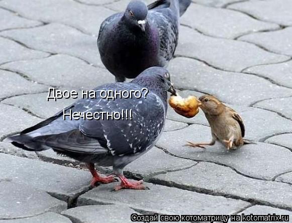 Котоматрица: Двое на одного?  Нечестно!!!