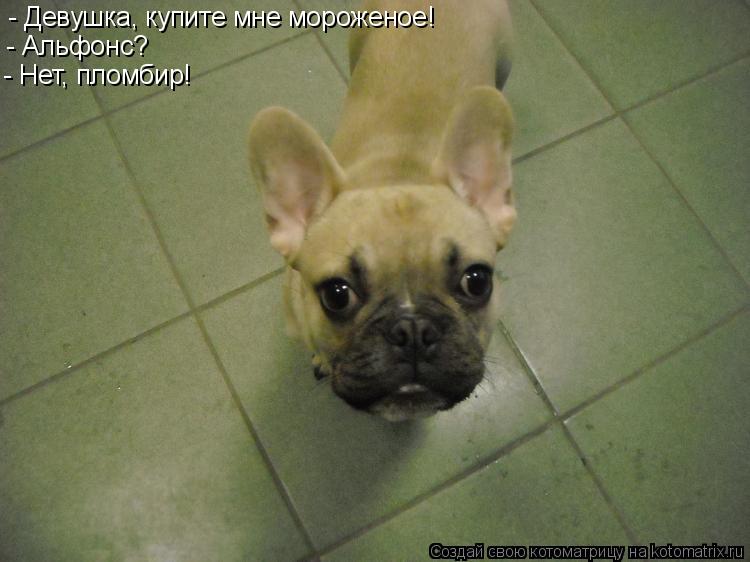 - Девушка, купите мне мороженое! - Альфонс? - Нет, пломбир!... Котоматрица: - Девушка, купите мне мороженое! - Альфонс? - Нет, пломбир!