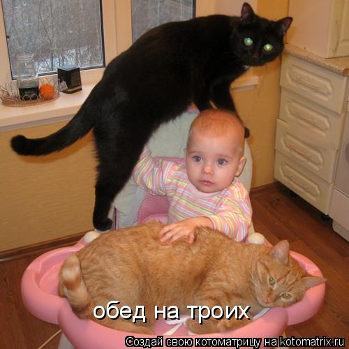 Котоматрица: обед на троих