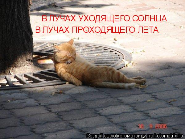 В ЛУЧАХ УХОДЯЩЕГО СОЛНЦА В ЛУЧАХ ПРОХОДЯЩЕГО ЛЕТА... Котоматрица: В ЛУЧАХ УХОДЯЩЕГО СОЛНЦА В ЛУЧАХ ПРОХОДЯЩЕГО ЛЕТА