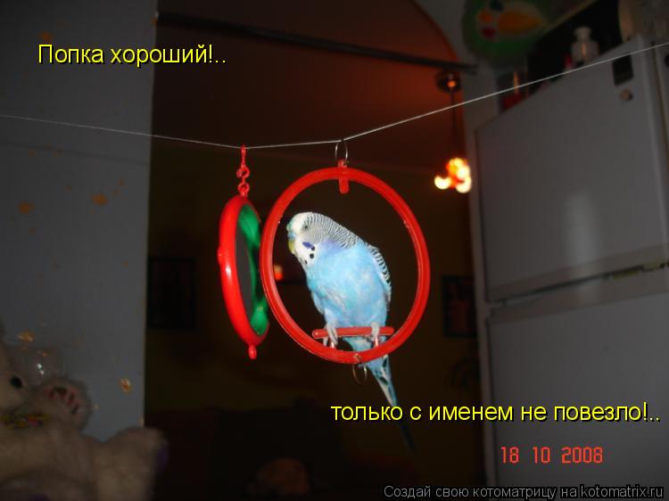 Попка хороший!.. только с именем не повезло!..... Котоматрица: Попка хороший!.. только с именем не повезло!..