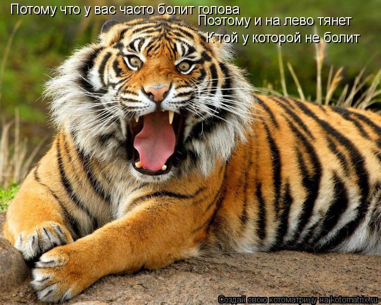 Котоматрица: Потому что у вас часто болит голова Поэтому и на лево тянет К той у которой не болит