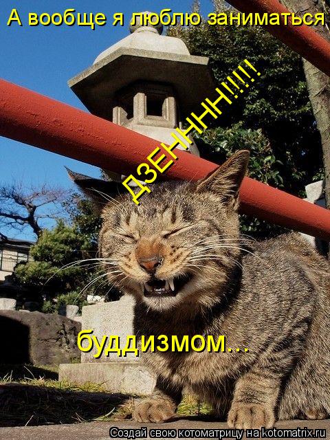 Котоматрица: А вообще я люблю заниматься ДЗЕНННН!!!!! буддизмом...