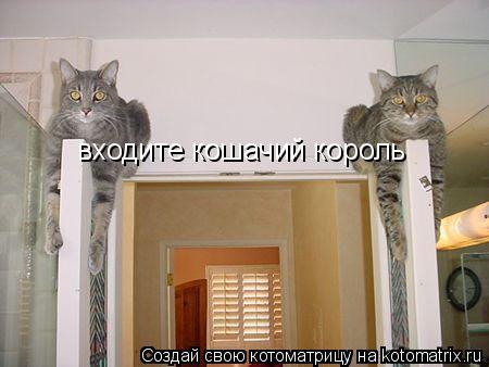 Котоматрица: входите кошачий король