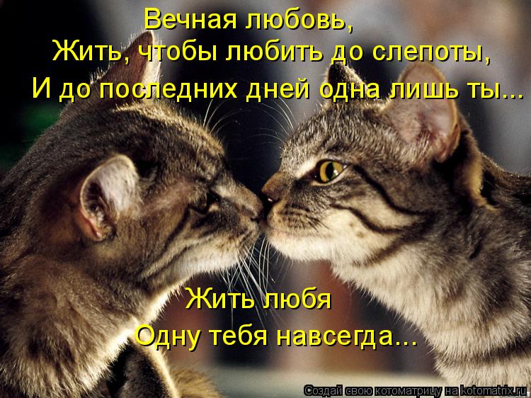 Котоматрица: Вечная любовь,  Жить, чтобы любить до слепоты, И до последних дней одна лишь ты... Жить любя Одну тебя навсегда...