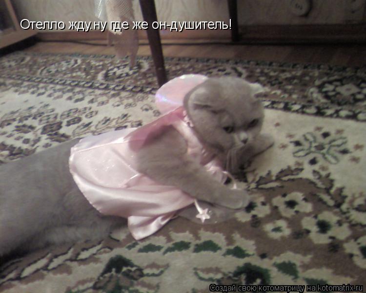 Котоматрица: Отелло жду.ну где же он-душитель!