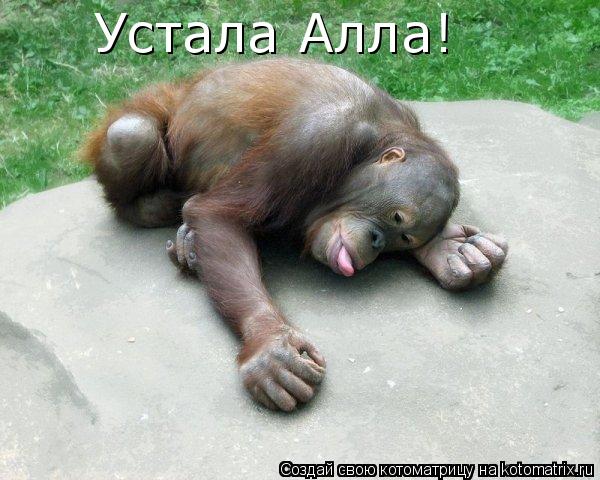 Устала Алла!... Котоматрица: Устала Алла!