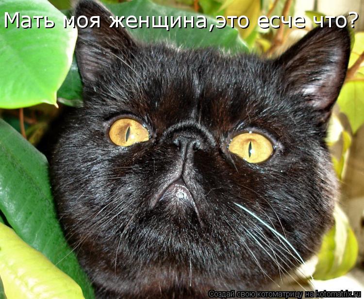 Котоматрица: Мать моя женщина,это есче что?