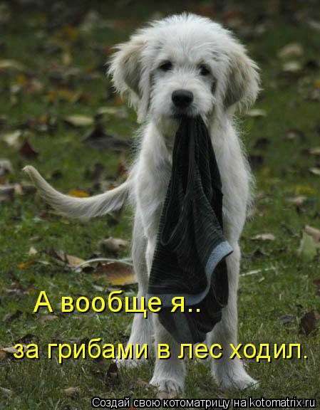 Котоматрица: А вообще я.. за грибами в лес ходил.